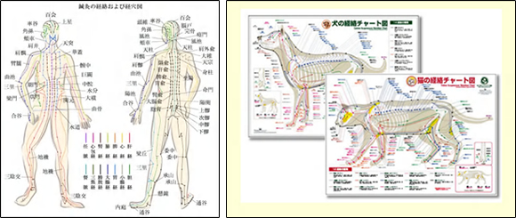 鍼灸マッサージ師さんの技「経絡・経穴の図」